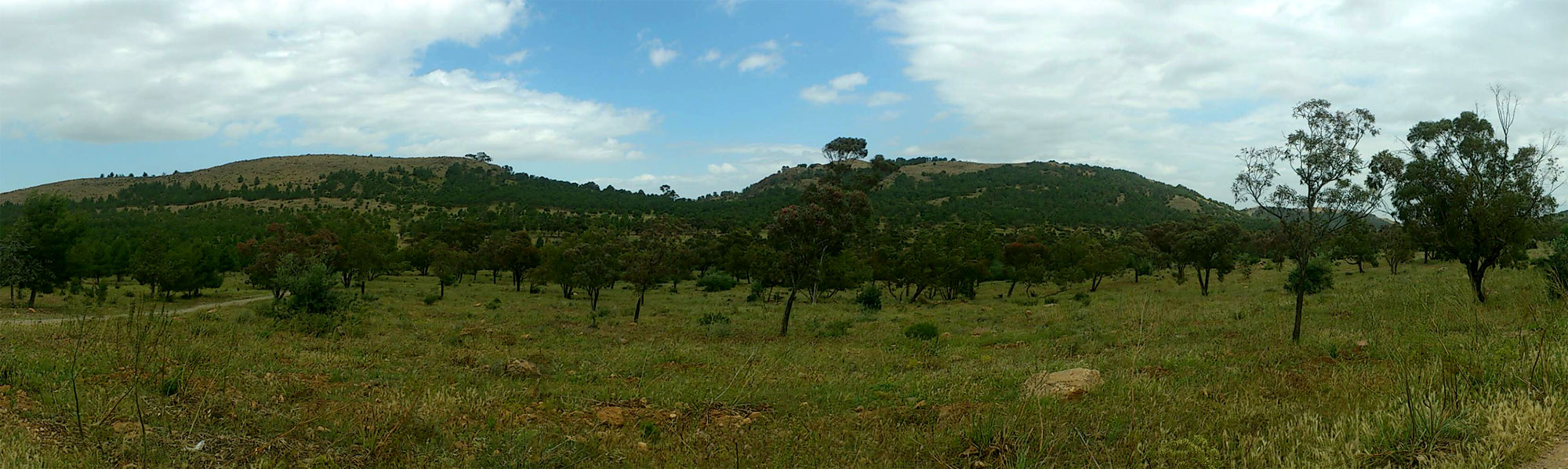 milou migration vol milan noir maroc arbre paysage