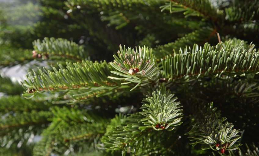 sapin épicea épines