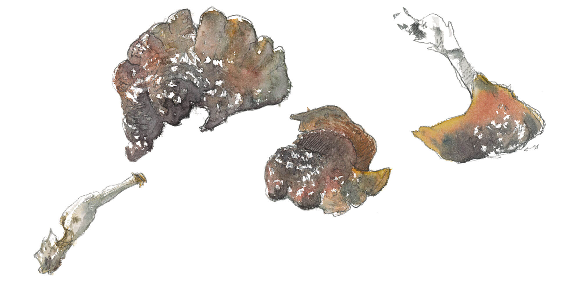 Balade de novembre, et les busards ? - La Salamandre dessin champignon