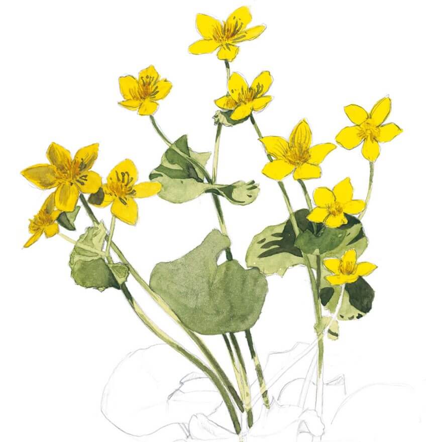 dessin Balade d'avril avec les feuilles et les fleurs - La Salamandre populage jaune