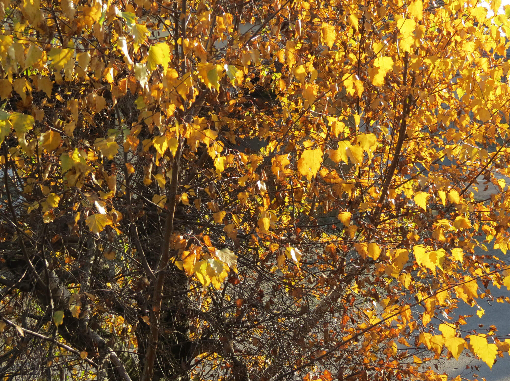 Balade de novembre, et les busards ? - La Salamandre arbre feuille