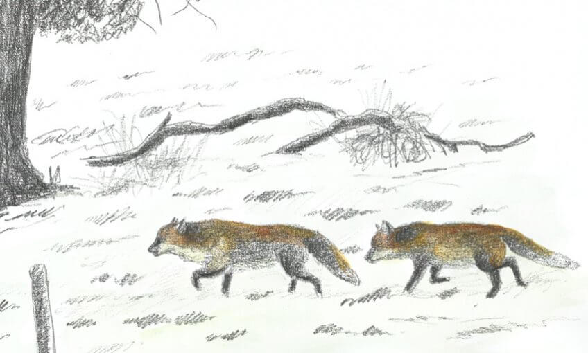 Renard voisin amoureux - La Salamandre