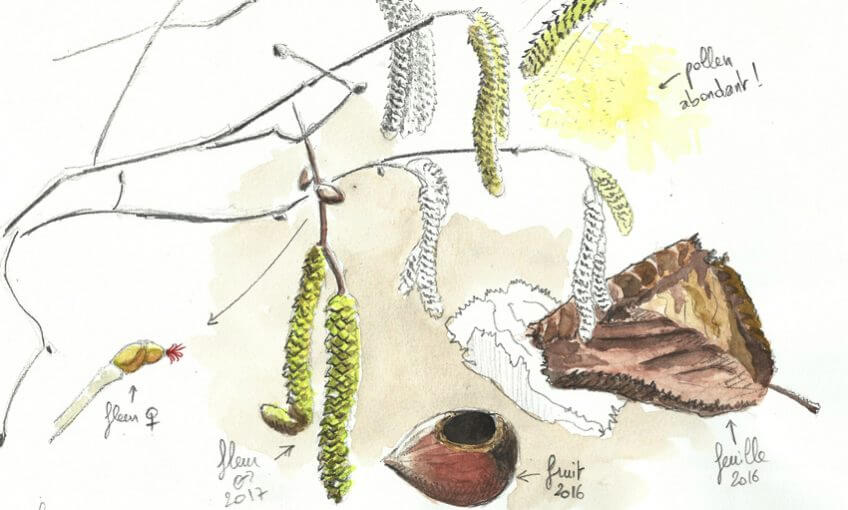 Le charme discret du noisetier