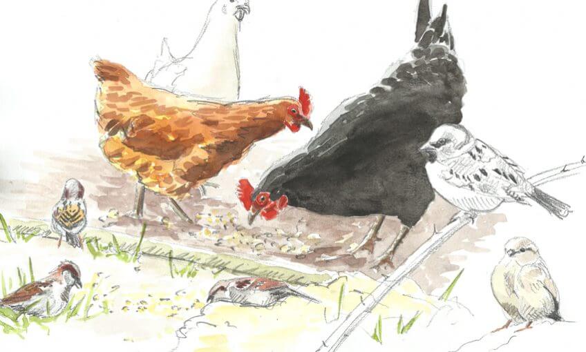Les moineaux aiment les poules - La Salamandre