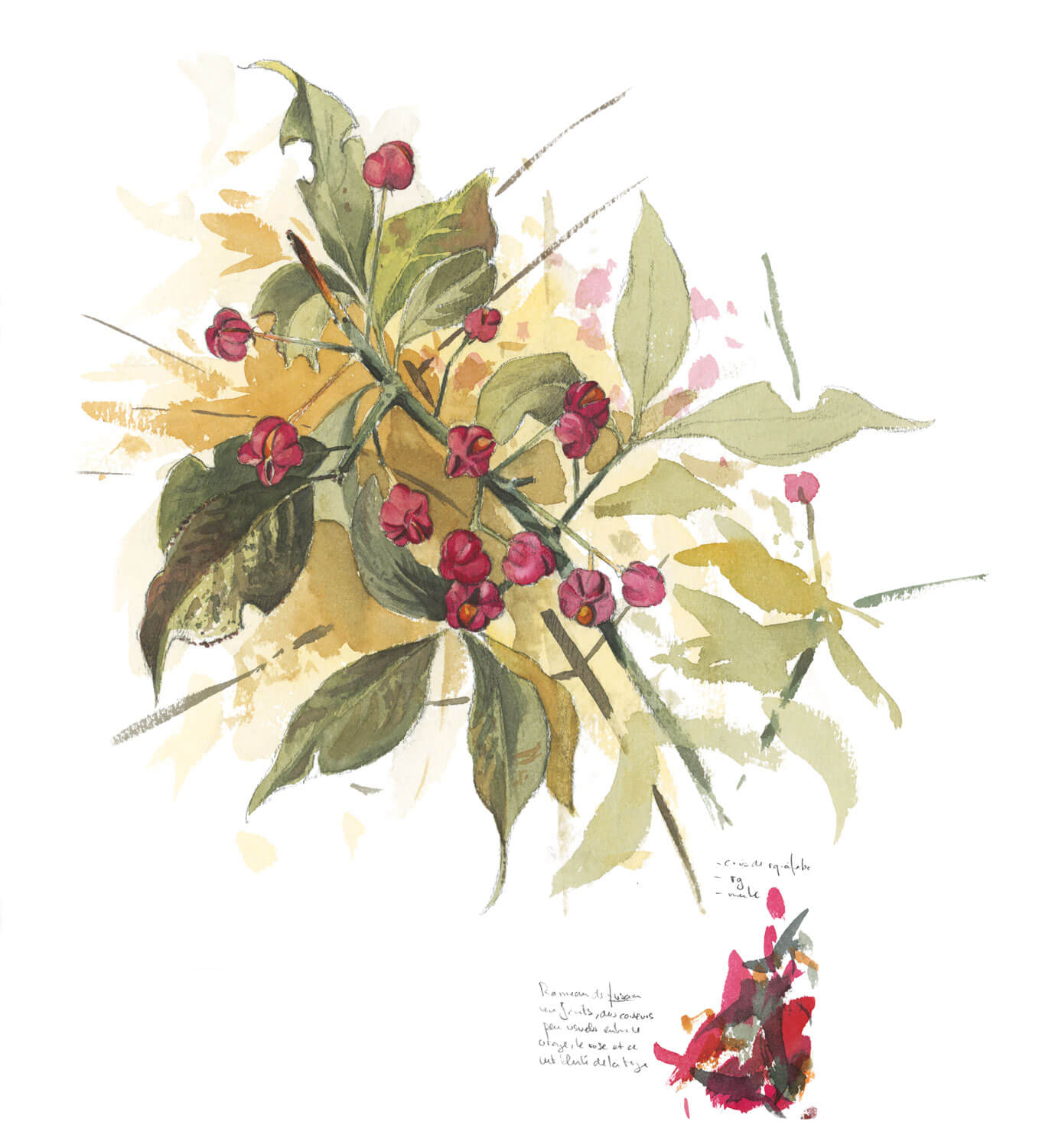 Balade de septembre, tout en couleurs - La Salamandre dessin fusain