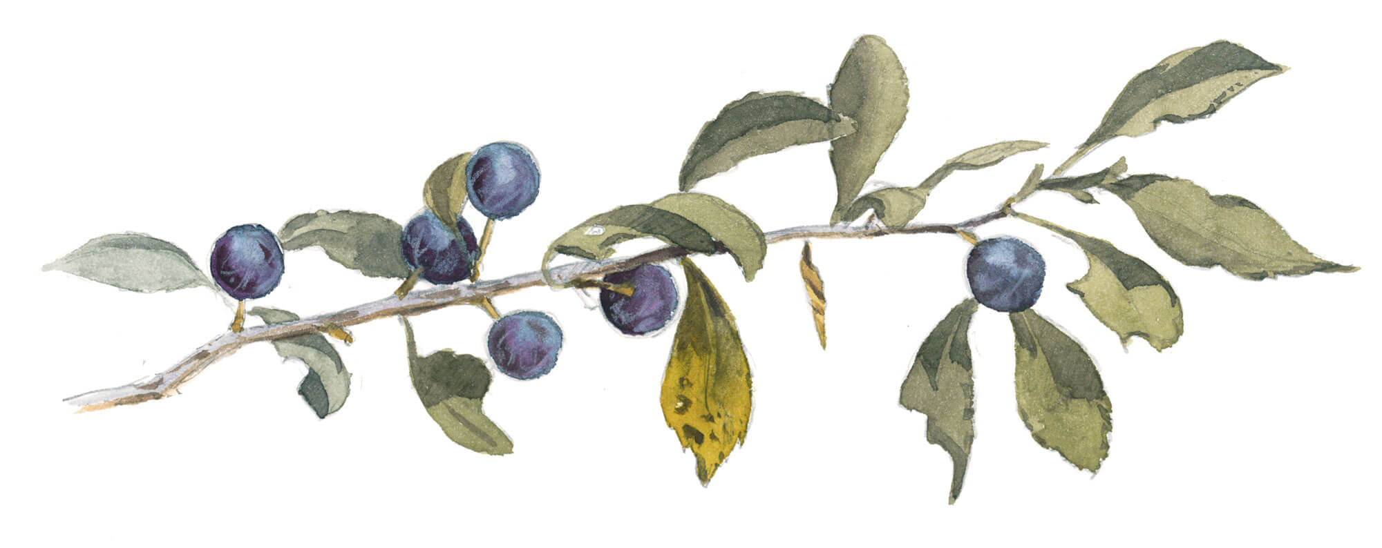 Balade de septembre, tout en couleurs - La Salamandre dessin prunellier