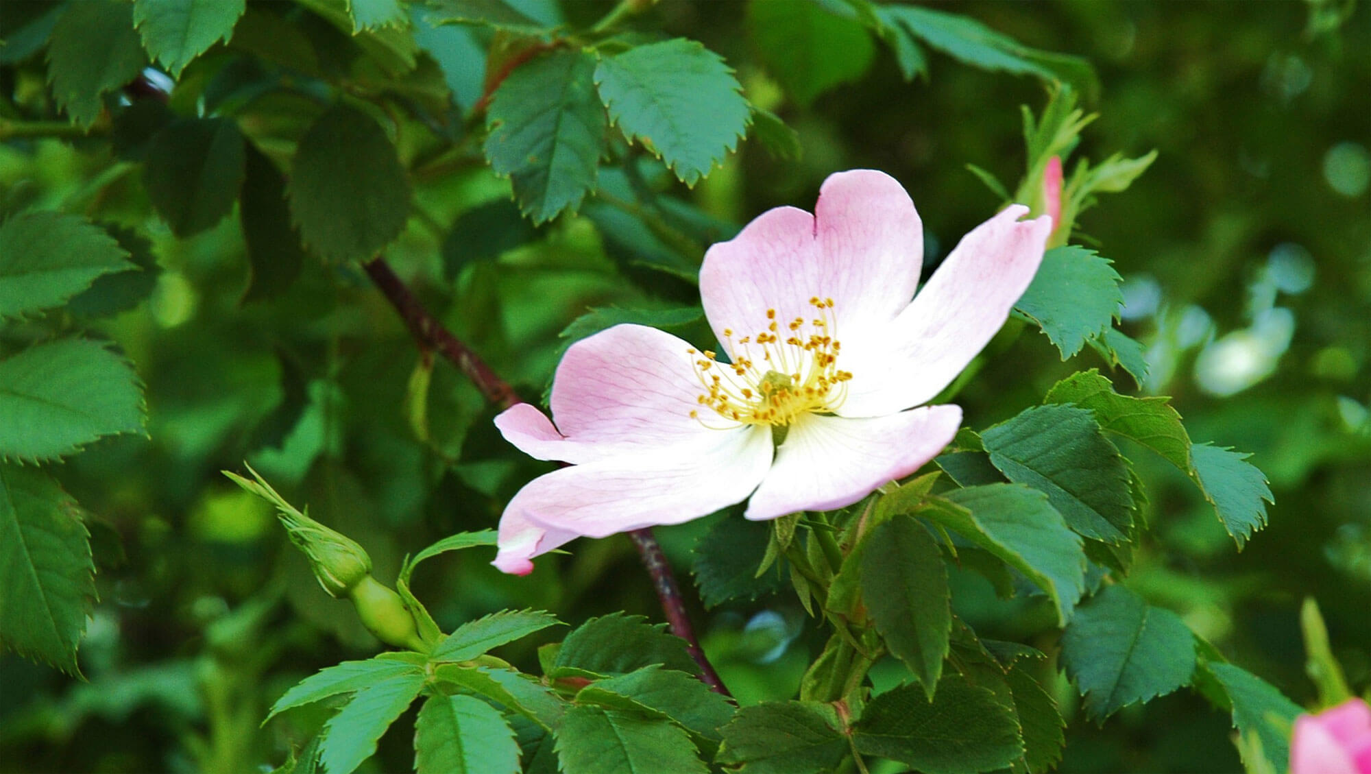 eglantier fleur balade de juin, ça sent les foins - La Salamandre