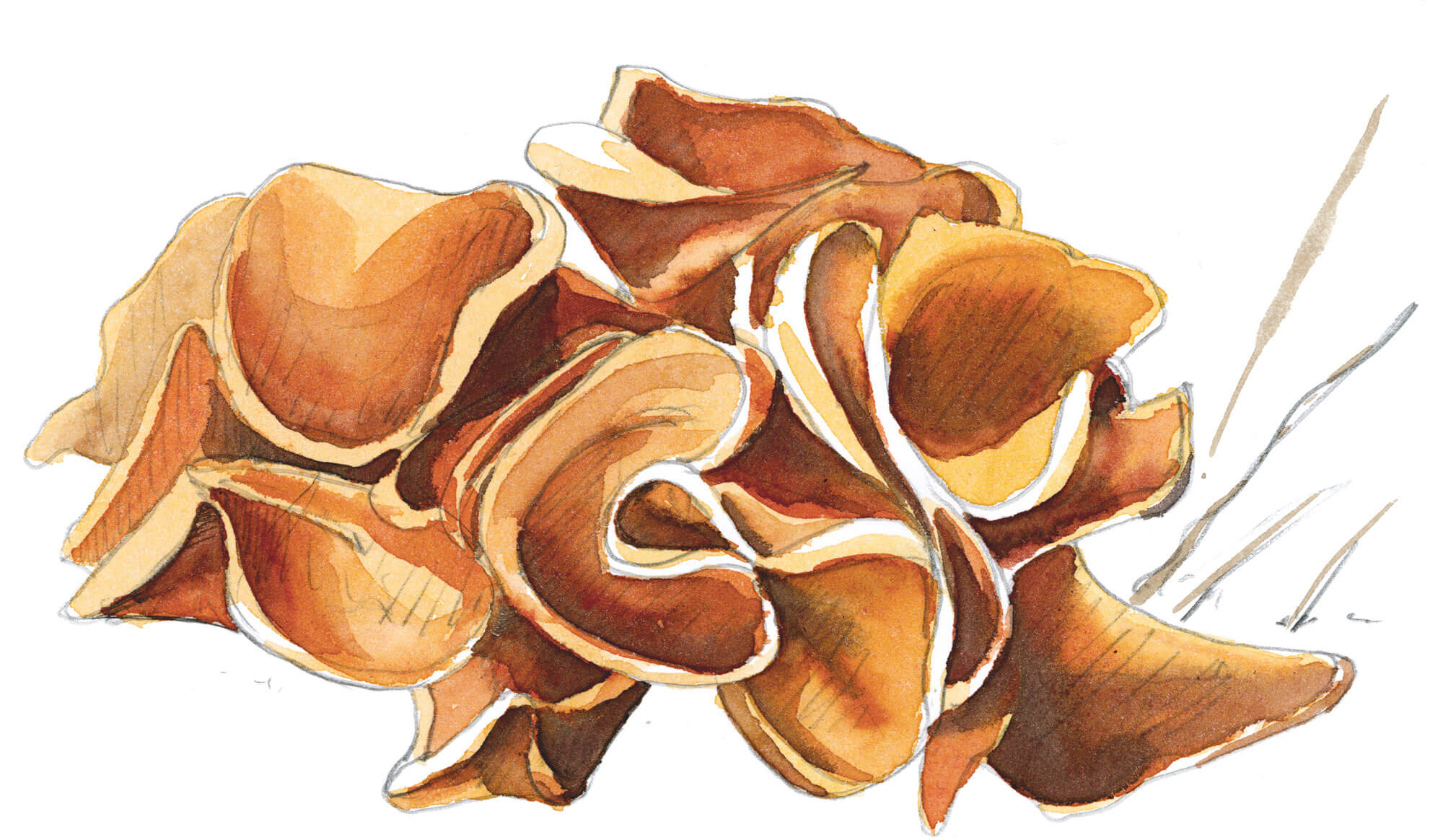 Balade d'octobre avec mille épices - La Salamandre dessin champignon