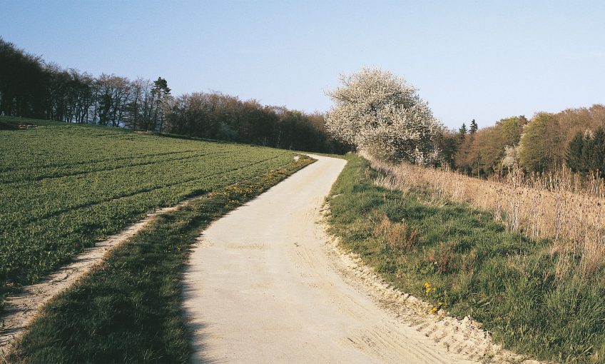 Balade d'avril avec les feuilles et les fleurs - La Salamandre sentier