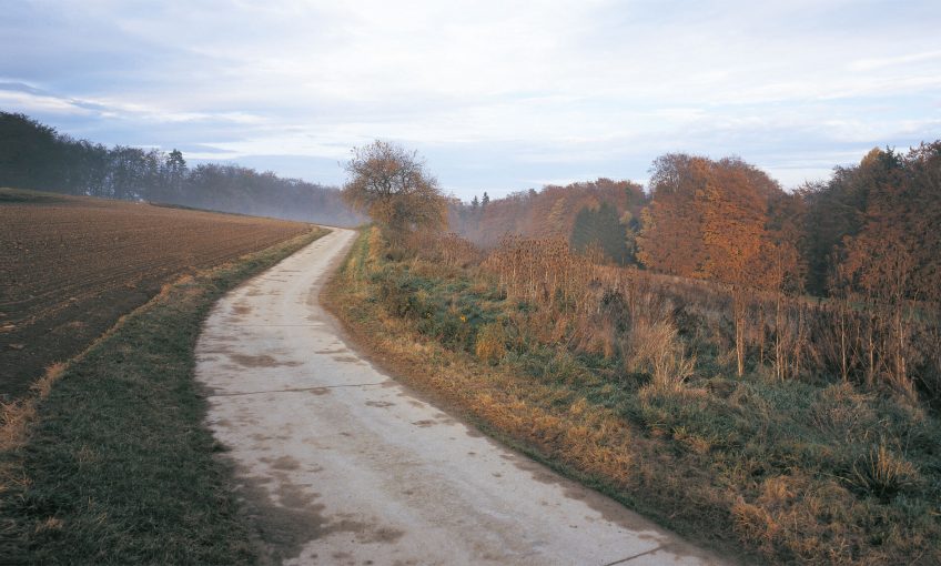 Balade de novembre, et les busards ? - La Salamandre sentier