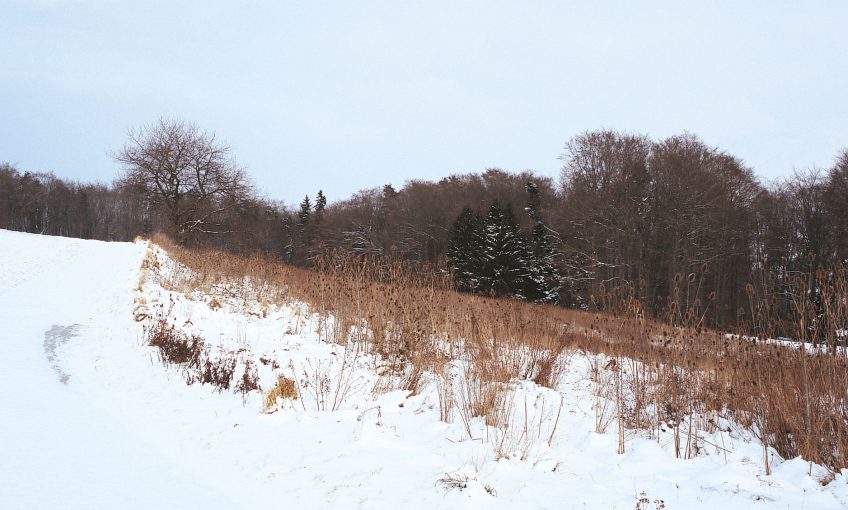 Balade de janvier, au début était le vent - La Salamandre