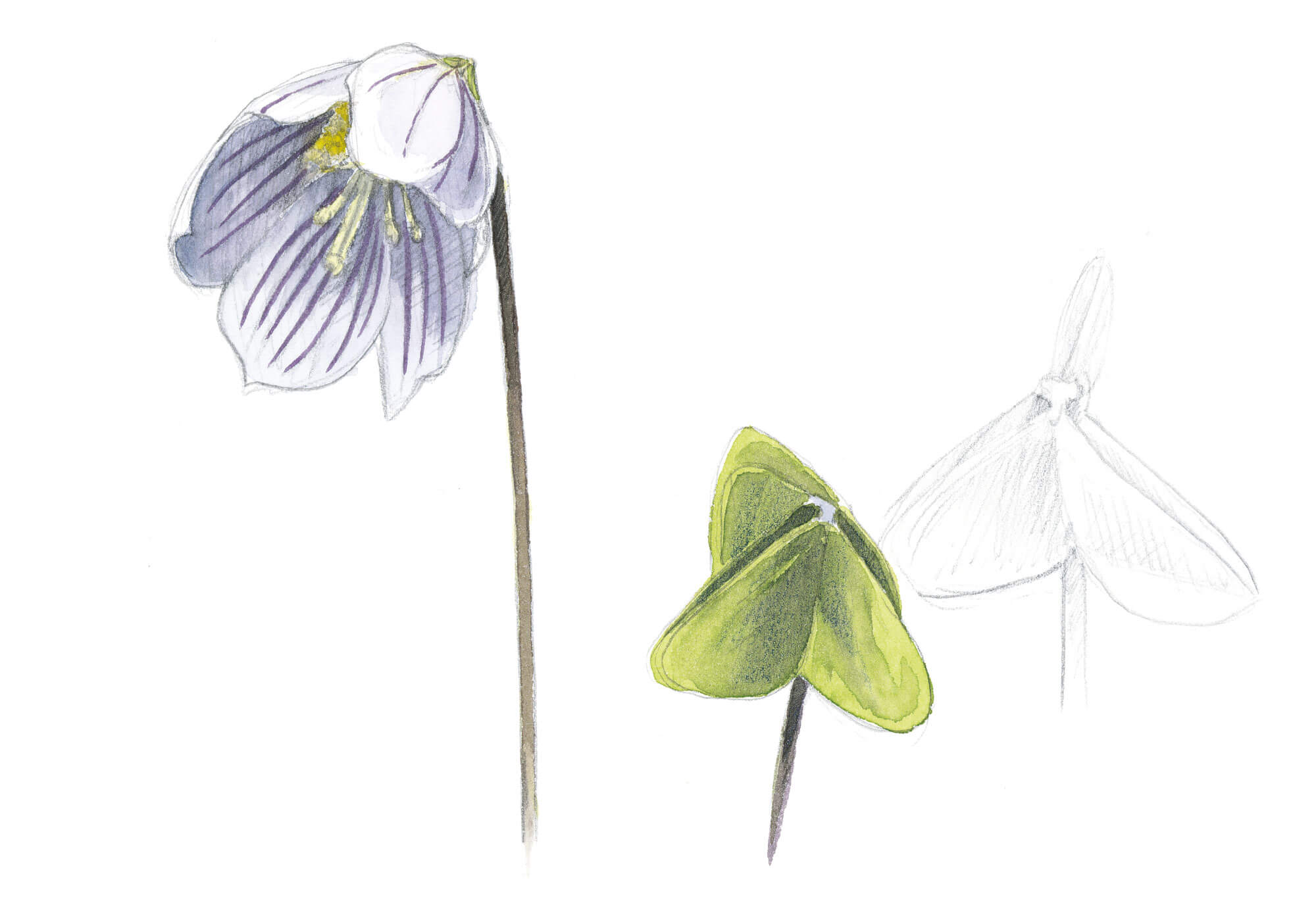 Balade d'avril avec les feuilles et les fleurs - La Salamandre dessin oxalis fleur