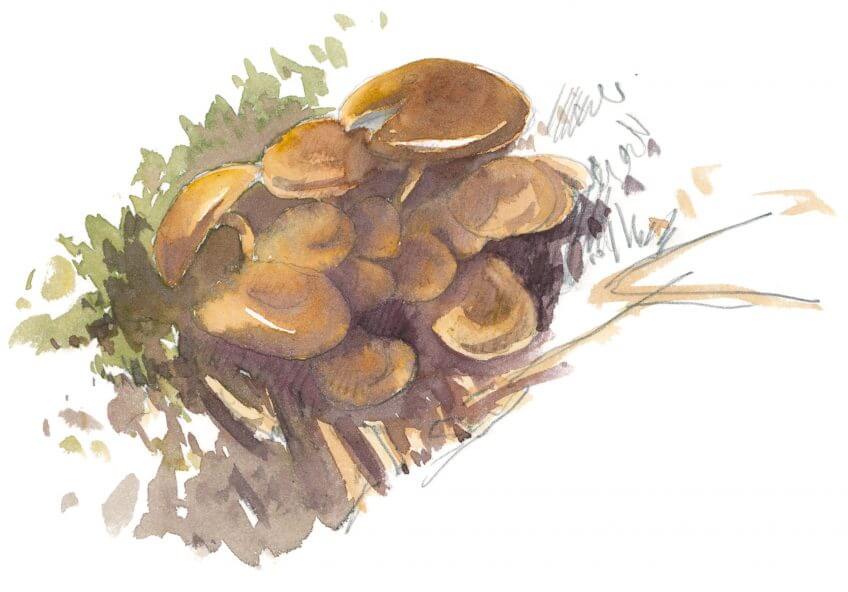 Balade d'octobre avec mille épices - La Salamandre dessin champignon