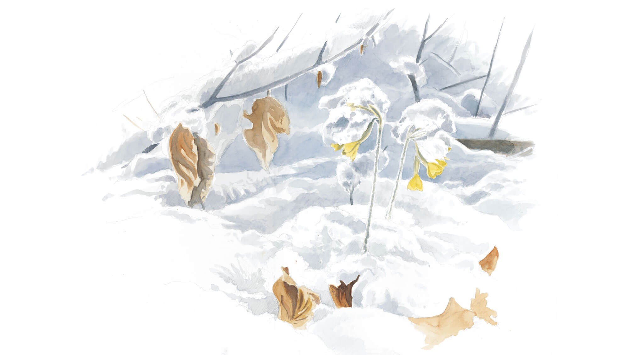 dessin Balade de mars, coup de froid - La Salamandre