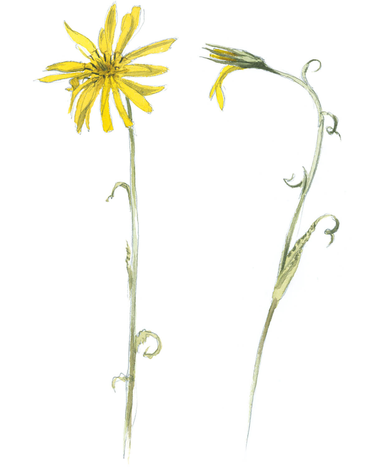 Balade de mai, ivres de vie - La Salamandre dessin salsifis des prés fleur