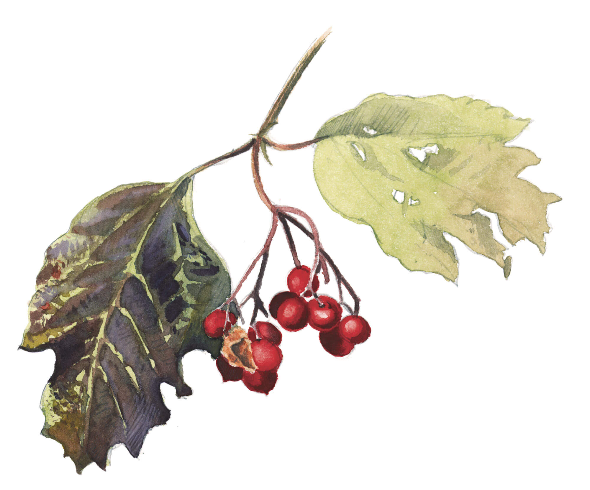 Balade de septembre, tout en couleurs - La Salamandre dessin viorne
