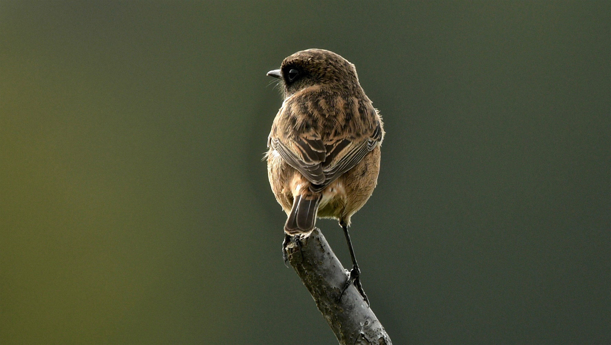 Balade de mars, coup de froid - La Salamandre traquet patre femelle oiseau