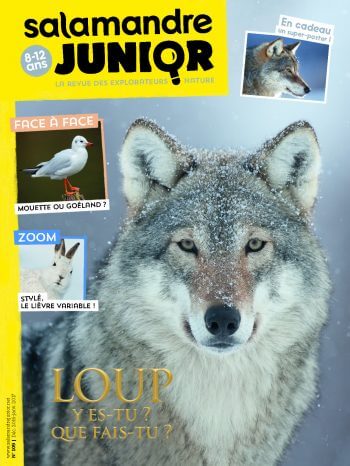Couverture de La Salamandre Junior n°109