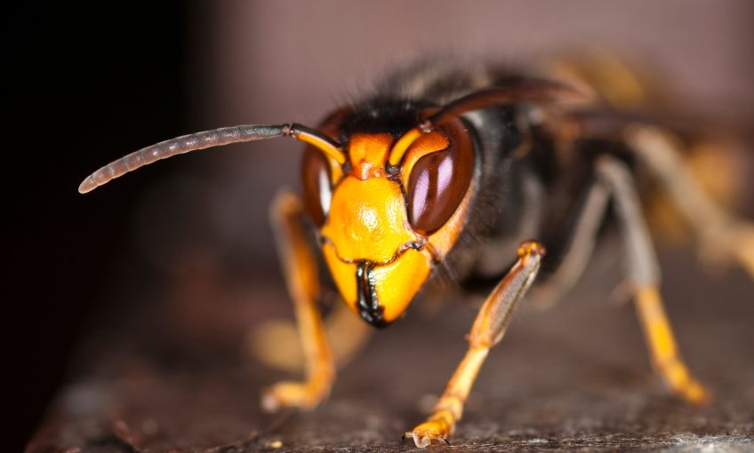 eurofrelon frelon asiatique insecte