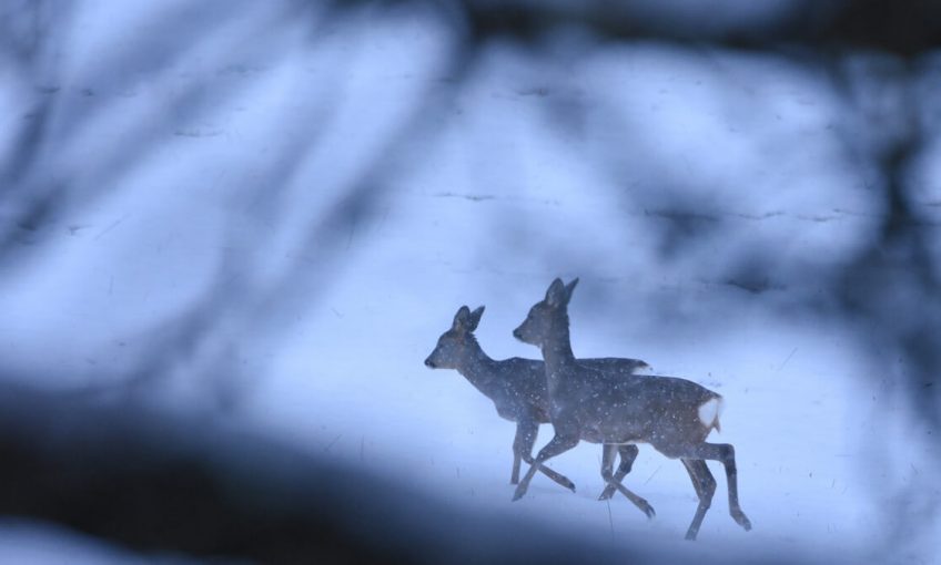 Galerie photo à l'affût du chevreuil, par Patricia Huguenin - La Salamandre