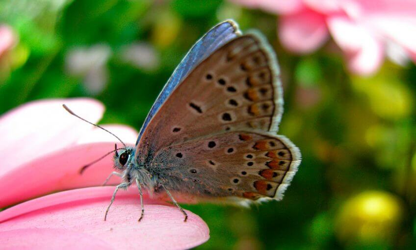 Les papillons du Jura dans un livre - La Salamandre papillon argus