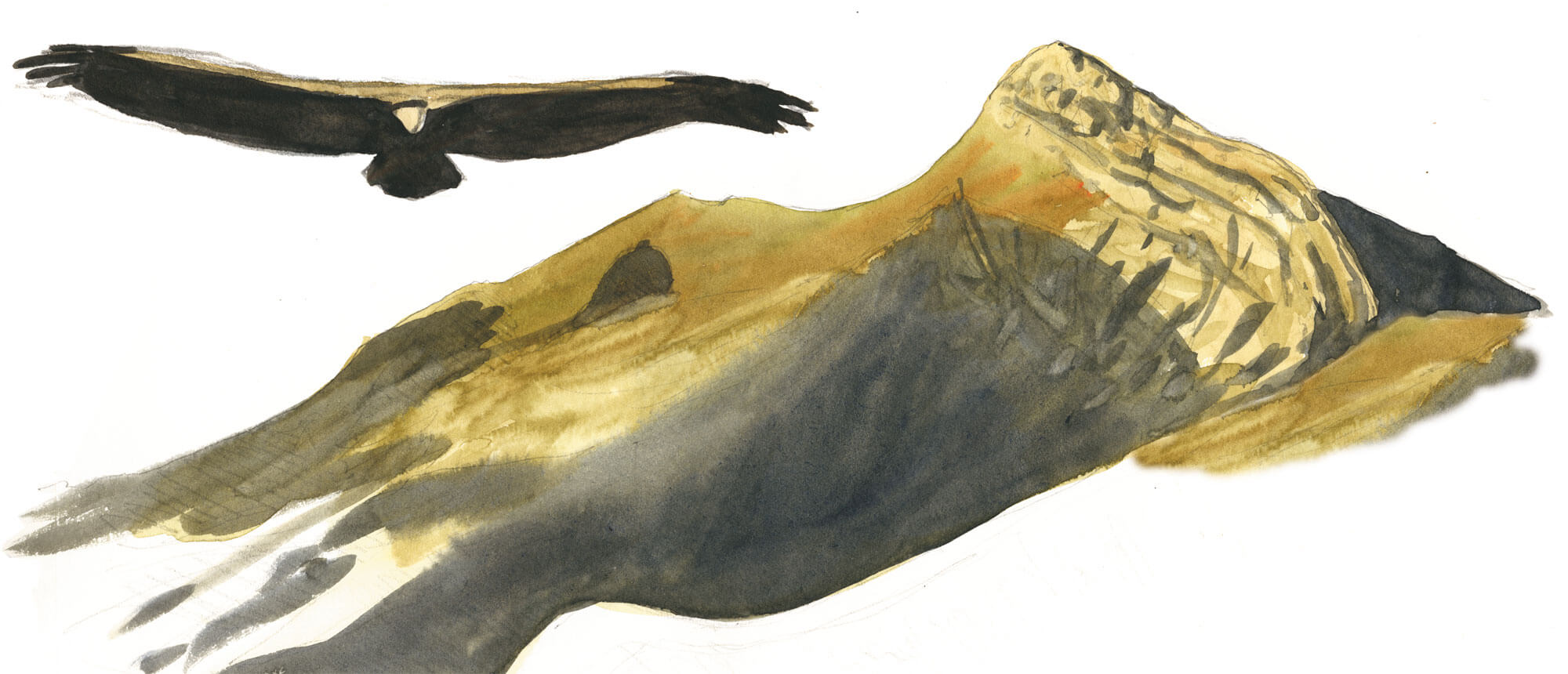 Deuxième étape d'un voyage en suivant les oiseaux migrateurs - La Salamandre dessin