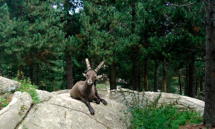 Le bouquetin ressuscité dans les Pyrénées ? - La Salamandre