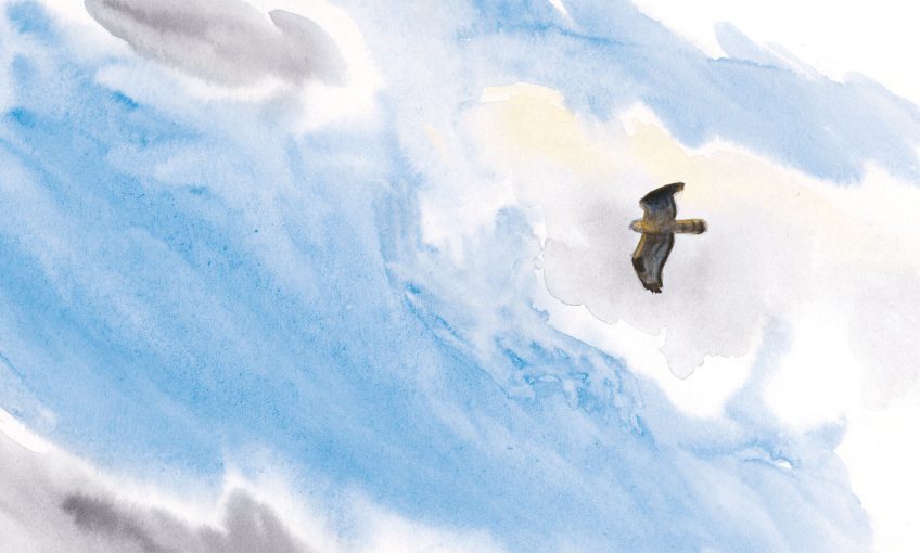 dessin rapace Deuxième étape d'un voyage en suivant les oiseaux migrateurs - La Salamandre