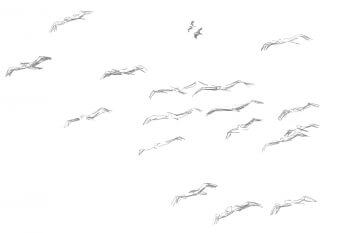 Deuxième étape d'un voyage en suivant les oiseaux migrateurs - La Salamandre dessin oiseau