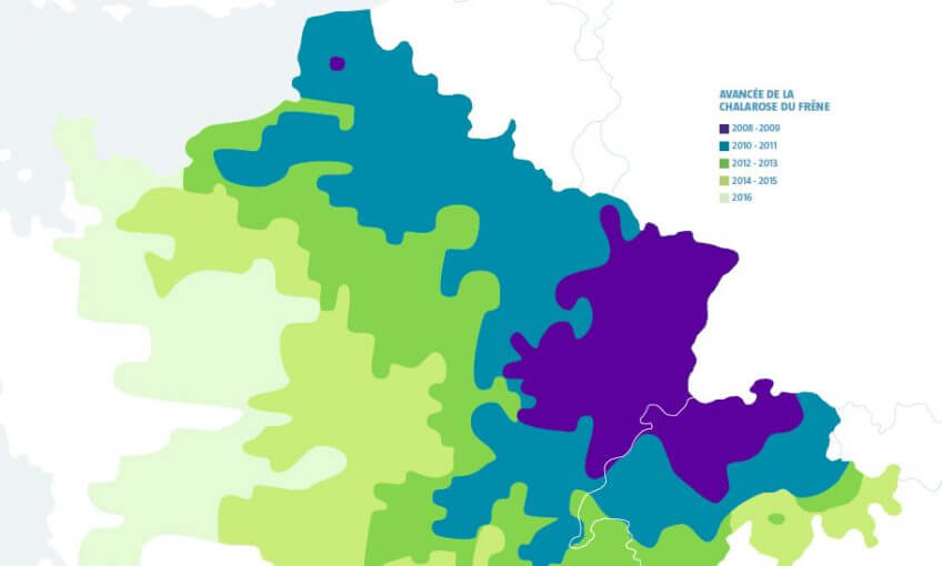 La chalarose du frêne, avancée de la maladie - La Salamandre carte