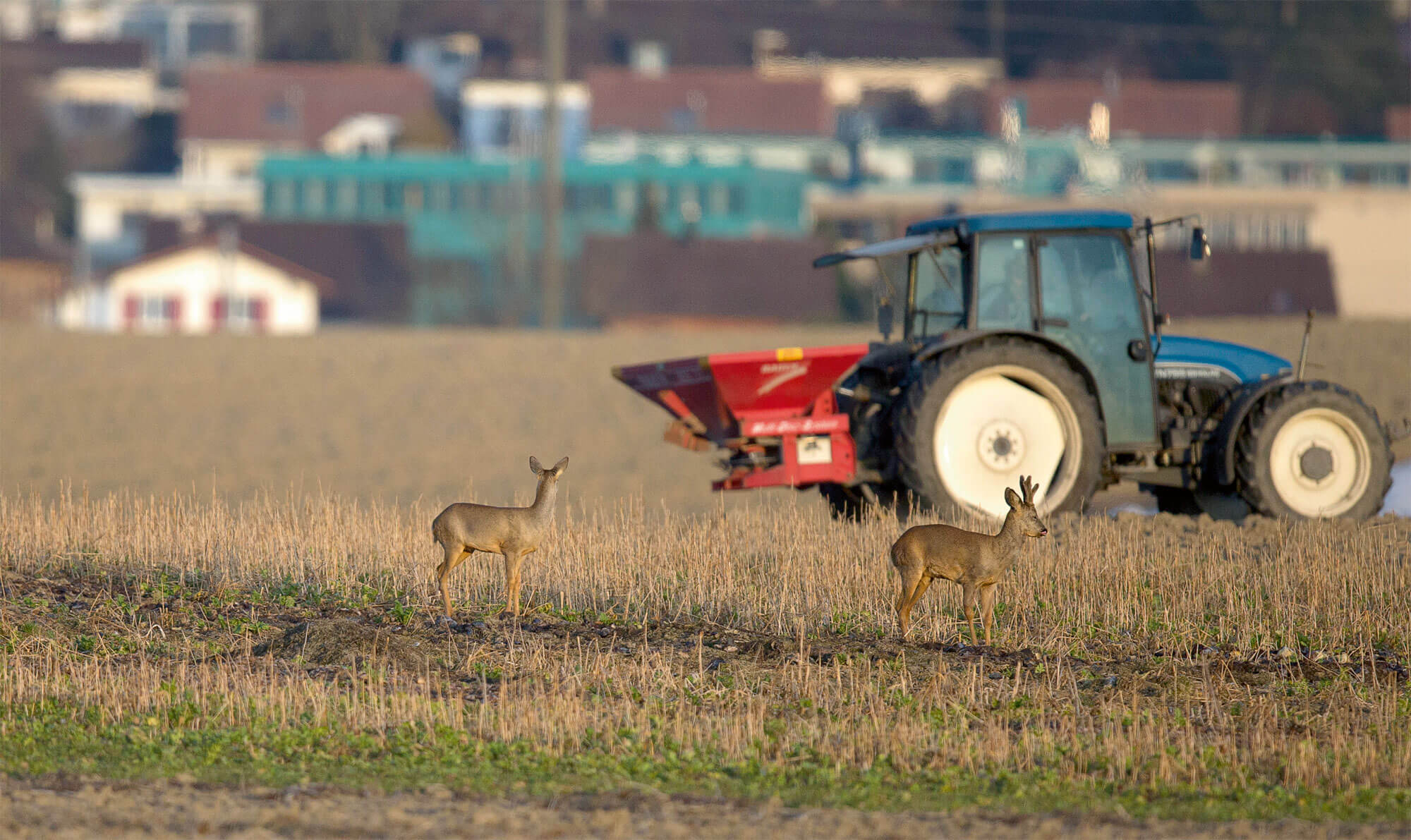 Quand le chevreuil passe du bois au blé - La Salamandre tracteur champ