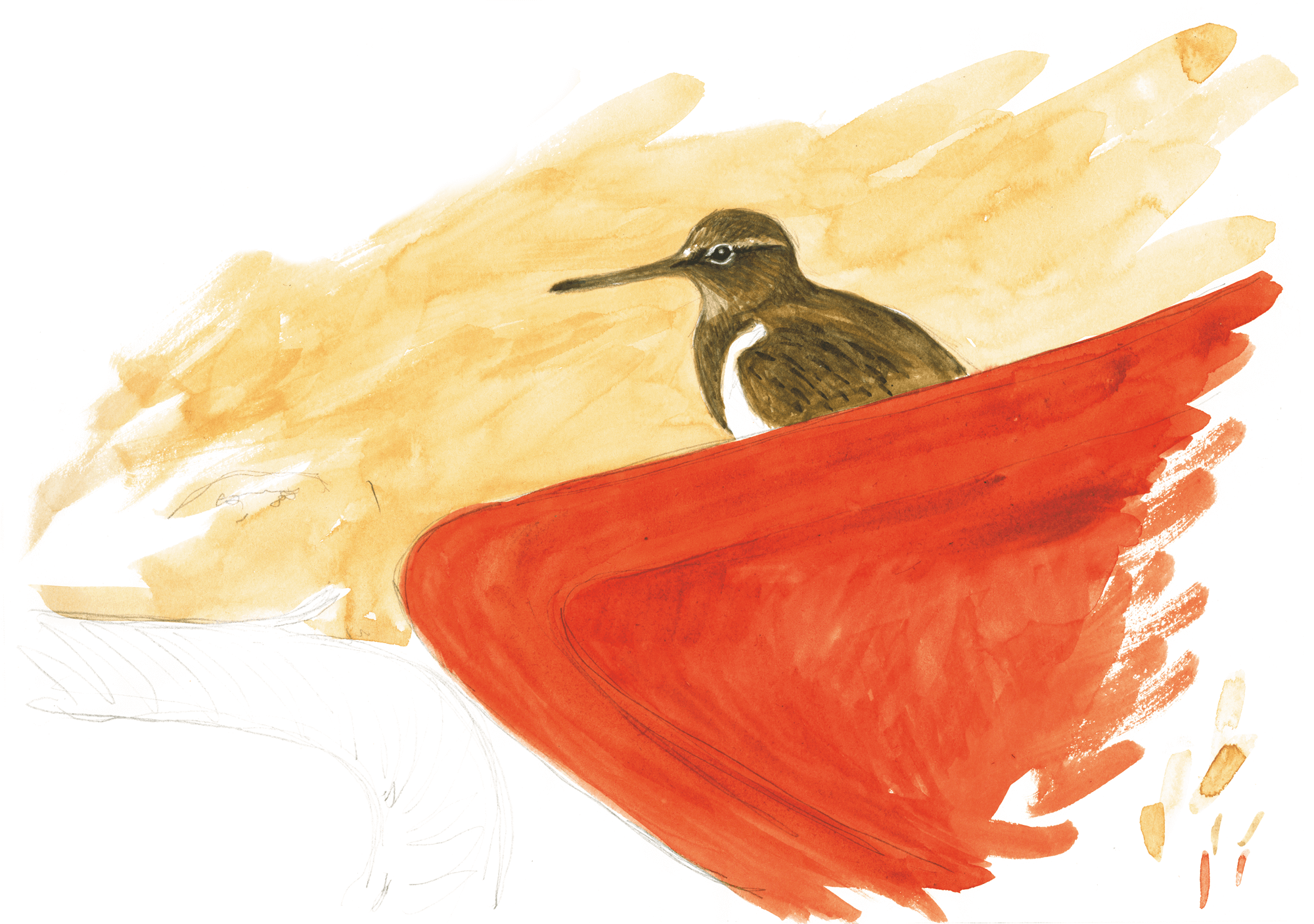 Troisième étape d'un voyage en suivant les oiseaux migrateurs - La Salamandre dessin chevalier