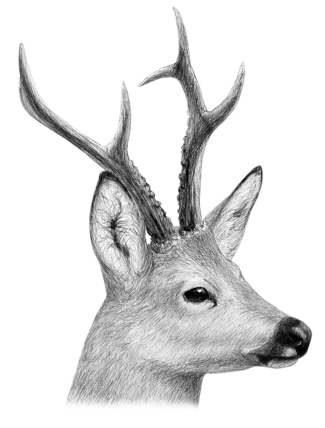 Chevreuil vs cerf - La Salamandre dessin