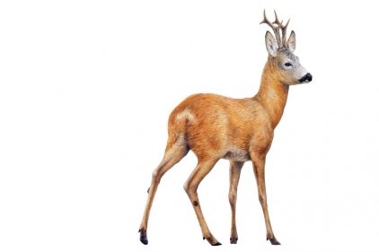 Corne de renne, Cerf à longues oreilles, bois de cerf, faune png
