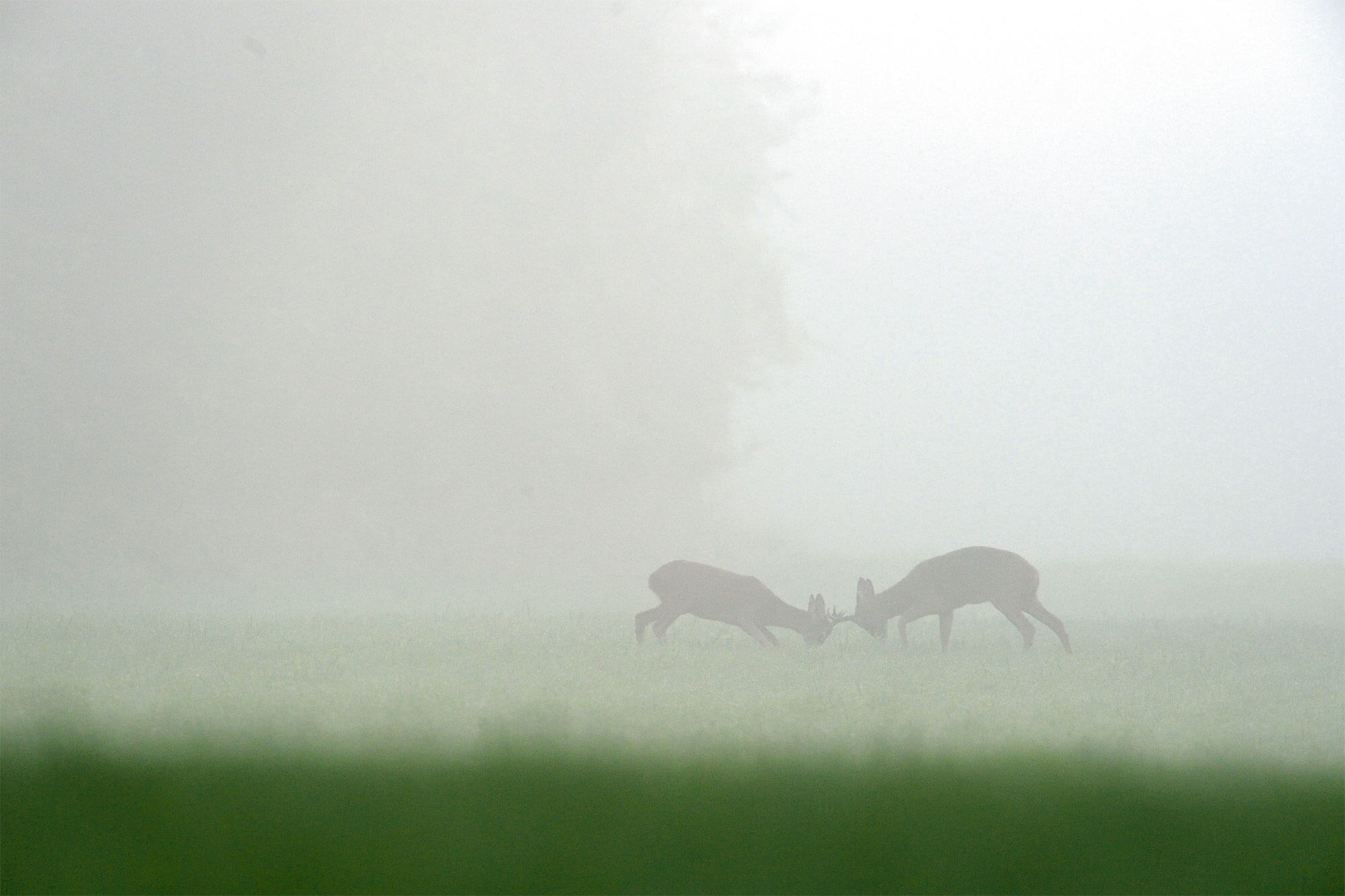 Chaleurs d’été du chevreuil - La Salamandre brume