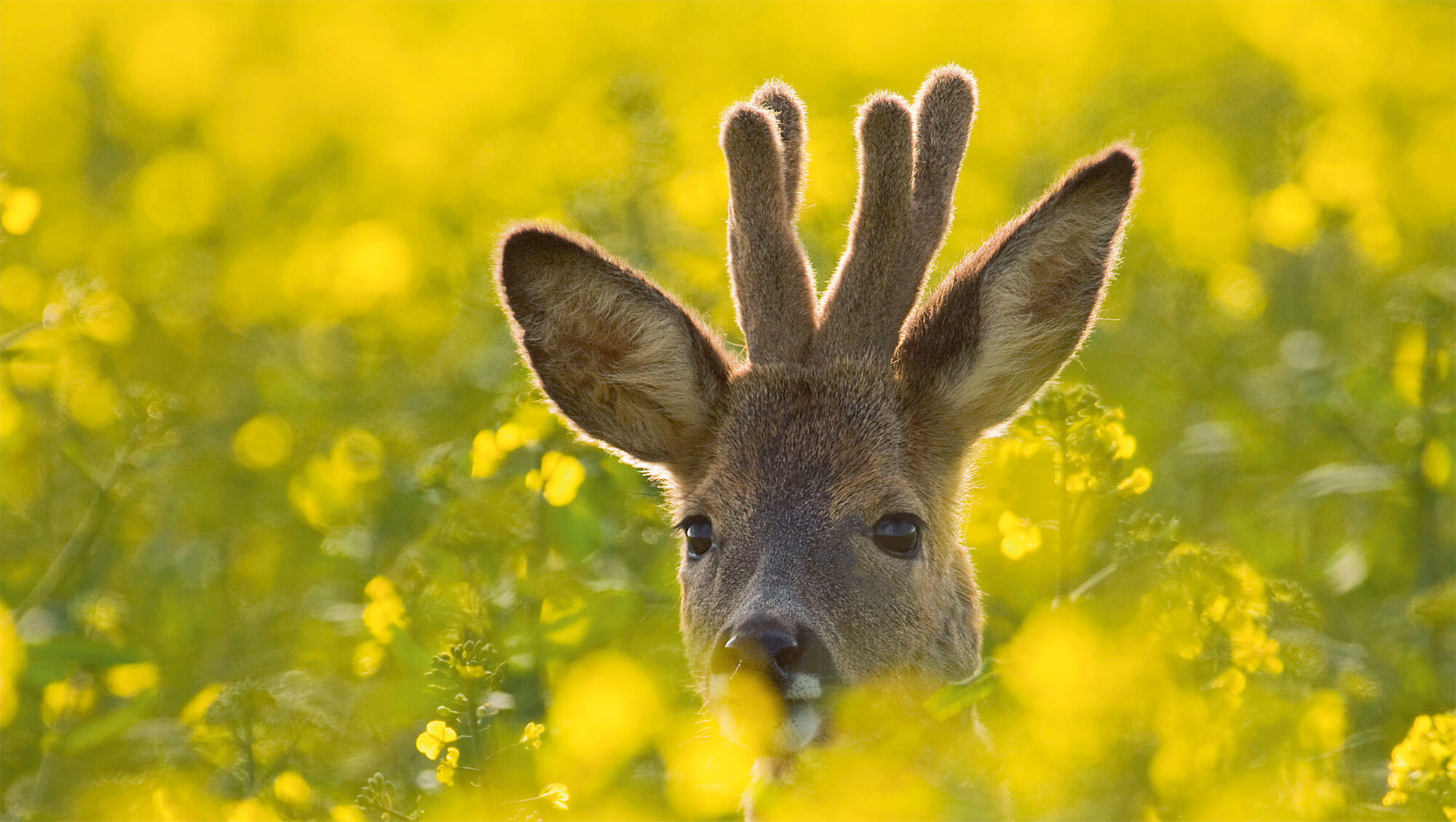 Quand le chevreuil passe du bois au blé - La Salamandre fleur jaune velour