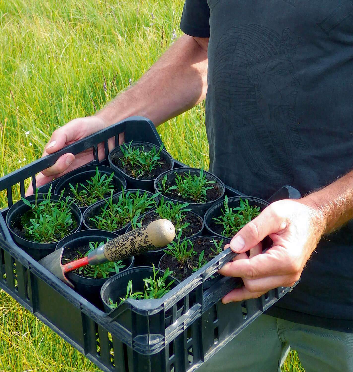 Saxifrage dorée aux soins intensifs - La Salamandre