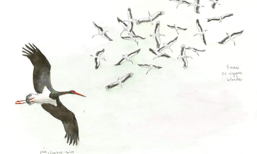 Cigognes dans le vent - La Salamandre