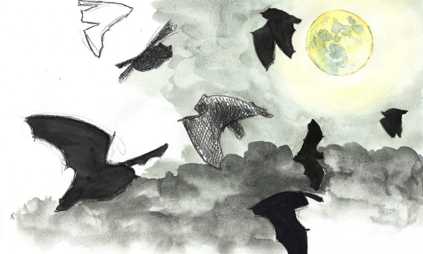 Première sortie des chauves-souris au jardin - La Salamandre