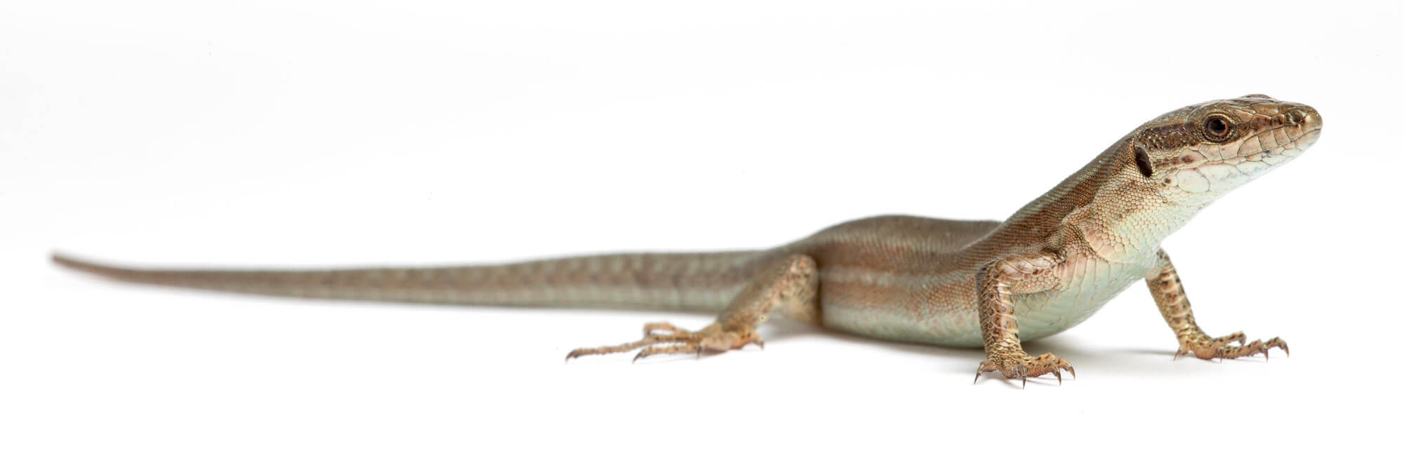 Faites une nurserie à lézards dans votre jardin
