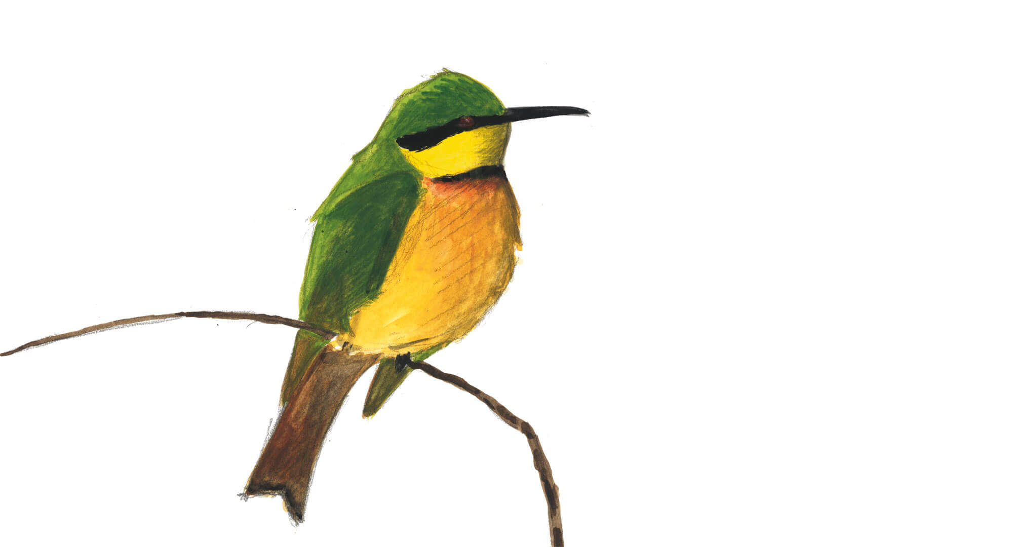 Sixième étape d'un voyage en suivant les oiseaux migrateurs - La Salamandre dessin guepier