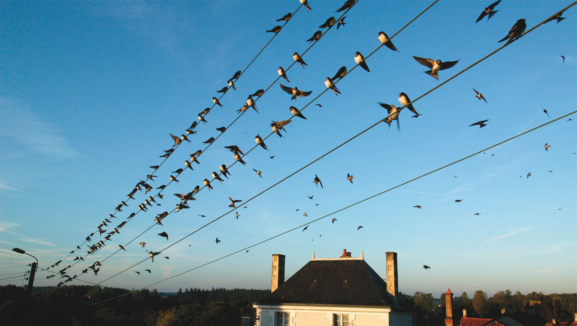 migration hirondelle oiseau voyage sud