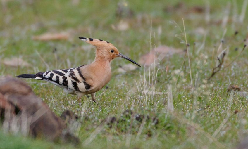 De la vie dans mes vignes - La Salamandre huppe fasciee oiseau