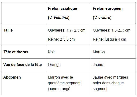 eurofrelon frelon asiatique identification européen tableau critères