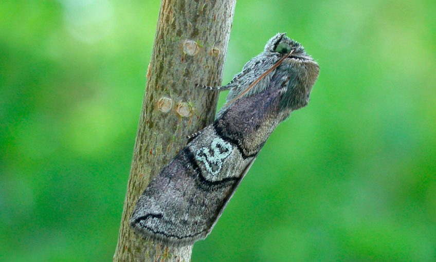 Inventaire des papillons de nuit de son jardin - La Salamandre branche