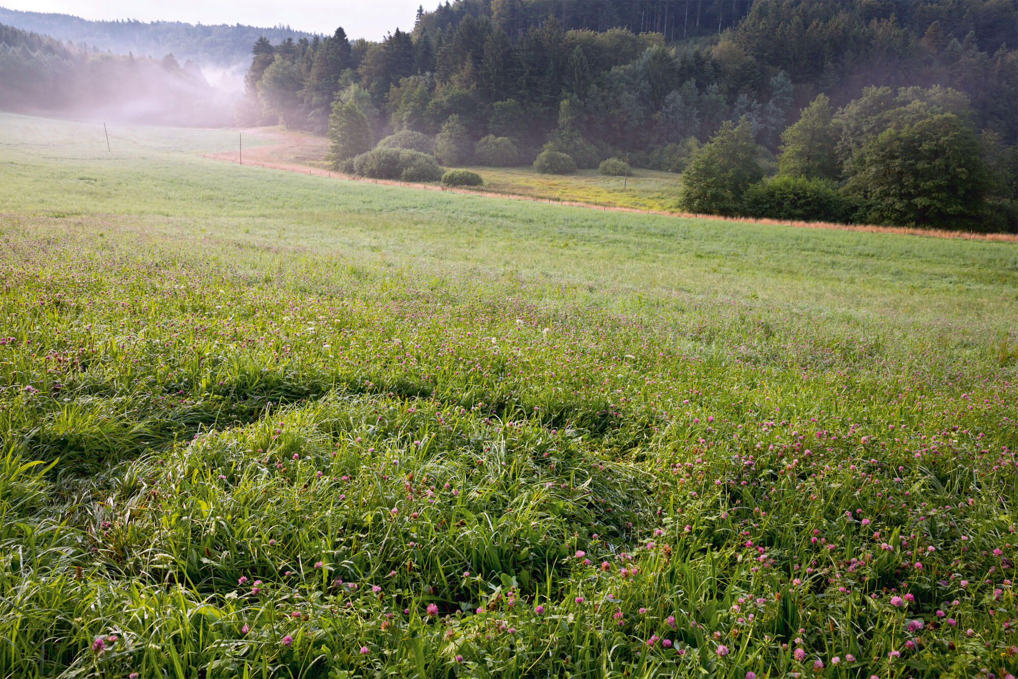 Chaleurs d’été du chevreuil - La Salamandre rond de sorcière herbe
