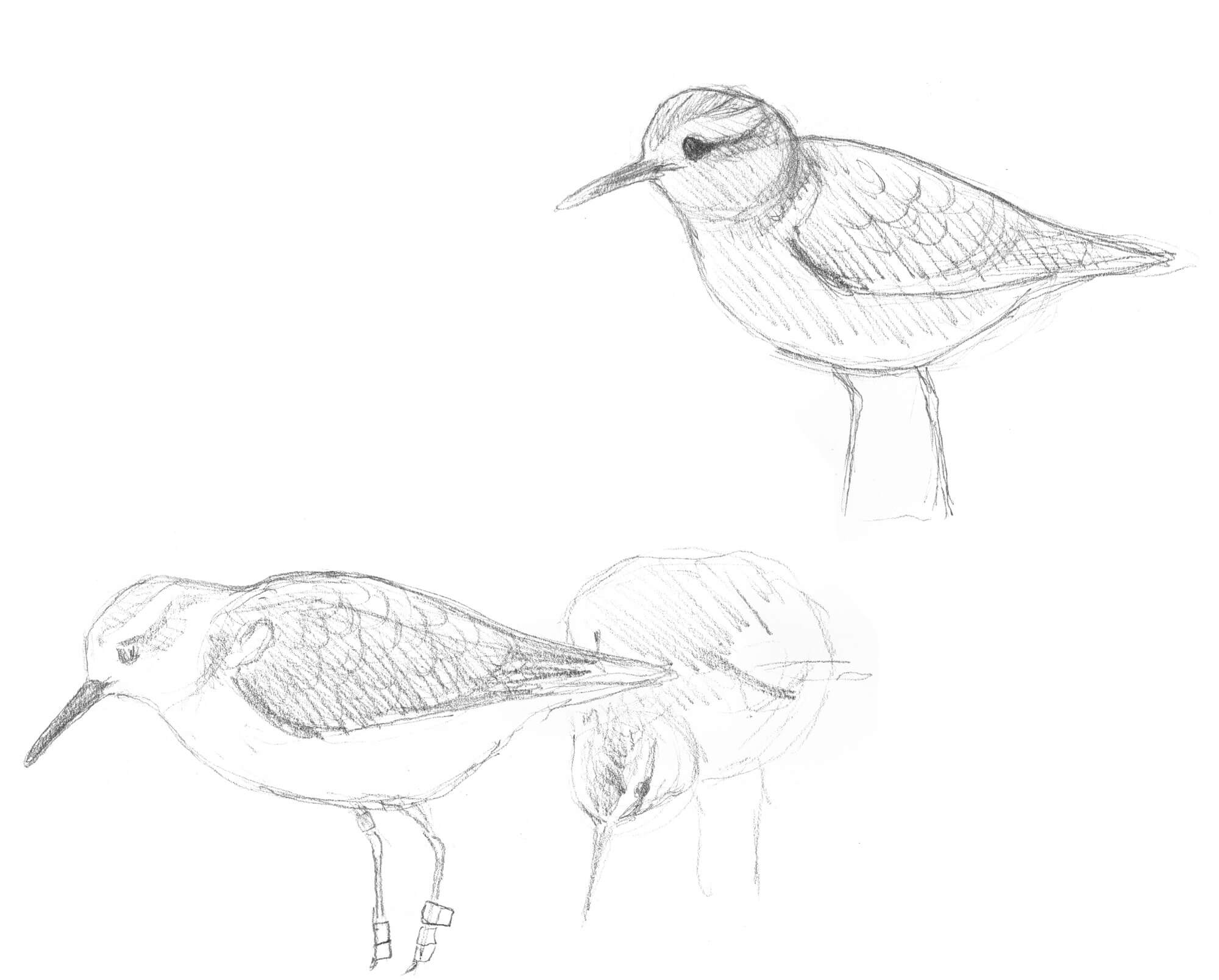 Cinquième étape d'un voyage en suivant les oiseaux migrateurs - La Salamandre dessin limicole
