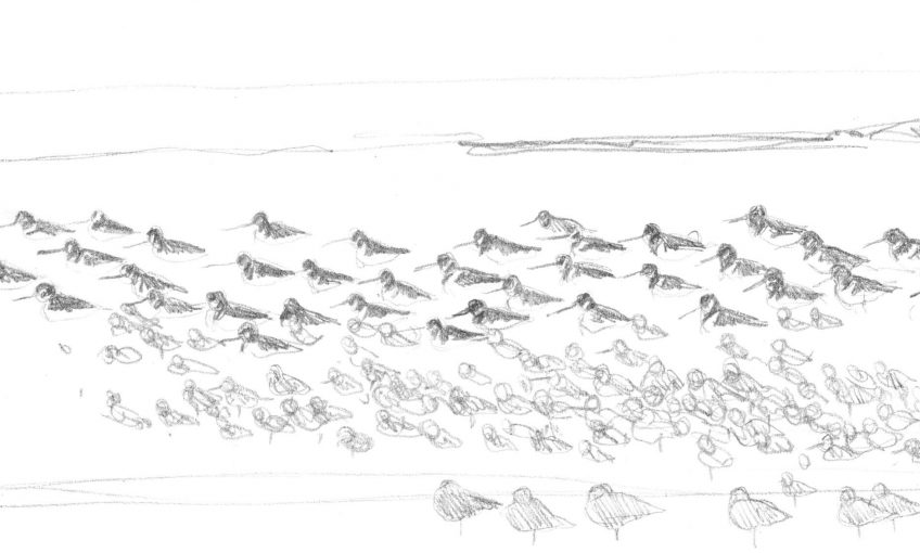 Cinquième étape d'un voyage en suivant les oiseaux migrateurs - La Salamandre dessin limicole