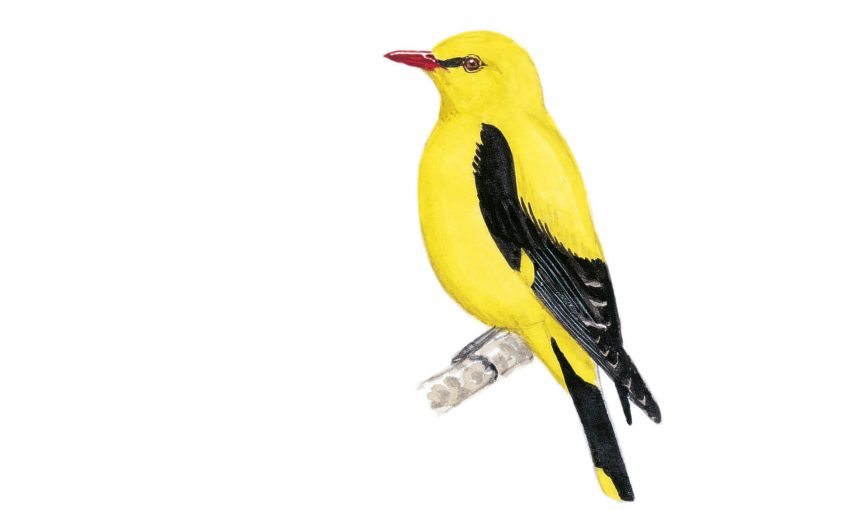 Le loriot, une flûte ensoleillée - La Salamandre dessin oiseau jaune