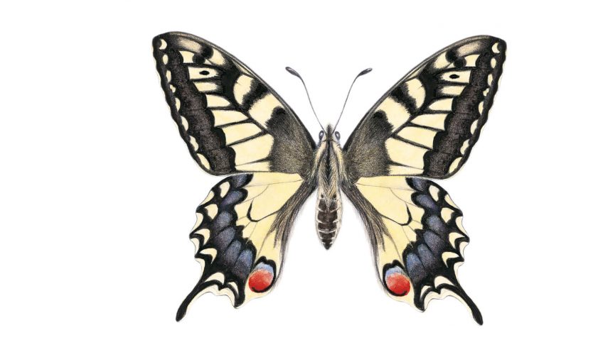 Le machaon, un papillon à la queue d'hirondelle - La Salamandre dessin papillon